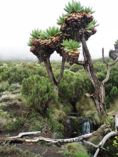 Giant Groundsel on Kilimanjaro